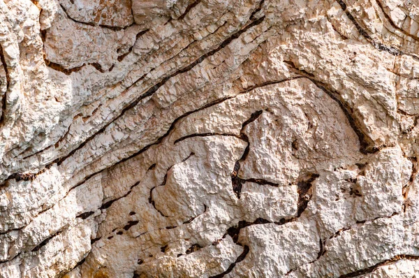 Detailní pohled na fragment vápencové skály na pobřeží Gargana v Itálii — Stock fotografie