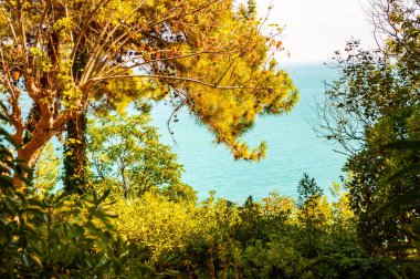Adriyatik Denizi 'ni, İtalya' nın Marş Bölgesi 'ndeki Numana' daki dağlarda yetişen zengin yeşil ormanları inceleyin.