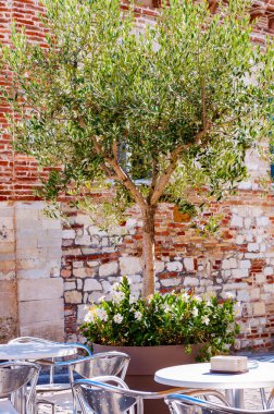 Genç zeytin ağacı, büyük bir saksıda büyüyor. Sokakta çiçekler açıyor. Arka planda kırmızı tuğlalar, metal masalar ve Numana 'da ön planda duran sandalyeler var.