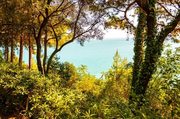 Вид на Адріатичне море через багаті зелені зарослі ліси в горах Нумана (провінція Марче, Італія). — стокове фото