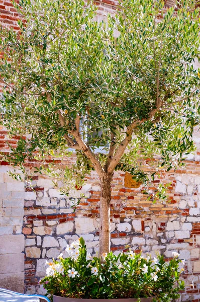 Ungt olivträd som växer i en stor blomkruka med blommande blommor på gatan med röda tegelväggar på bakgrunden i Italien — Stockfoto