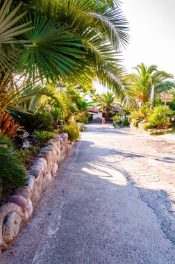 Büyüyen palmiye ağaçları ve taş çitlerde asılı kadife biberiye bitkileriyle yeşil sokakta yürüyen bir turist..