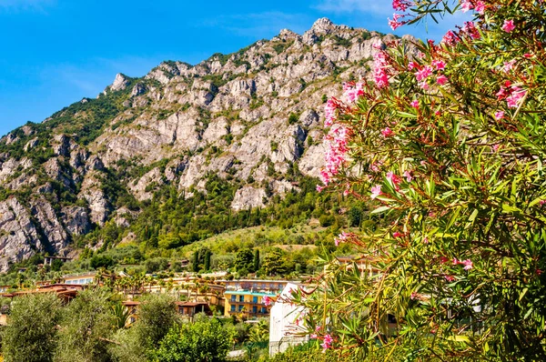 Kvetoucí rostliny a olivovníky a citrony rostoucí v okolí soukromých domů, hotelů a dalších budov v krásném městě Limone Sul Garda s dolomitovými horami na pozadí — Stock fotografie