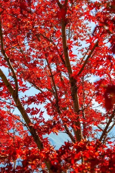 Vibrantes hojas de arce rojo vivo que crecen en la costa occidental del lago Garda en Limone Sul Garda, Italia Imagen De Stock