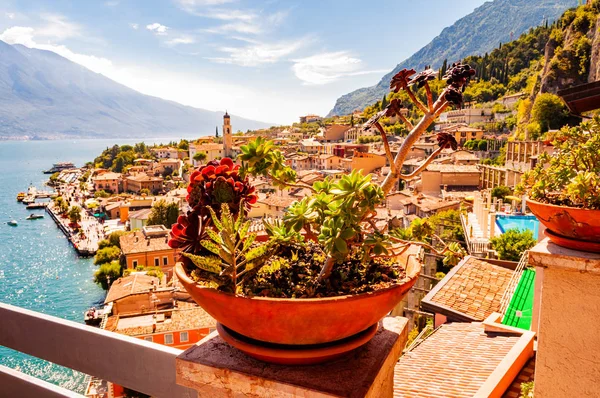 Żywe soczyste rosnące w doniczce na balkonie z Limone Sul Garda krajobraz miasta na tle. Brzeg jeziora Garda otoczony malowniczą północnowłoską przyrodą. Wspaniałe miasta — Zdjęcie stockowe