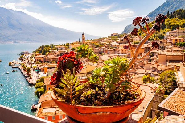 Żywe soczyste rosnące w doniczce na balkonie z Limone Sul Garda krajobraz miasta na tle. Brzeg jeziora Garda otoczony malowniczą północnowłoską przyrodą. Wspaniałe miasta — Zdjęcie stockowe