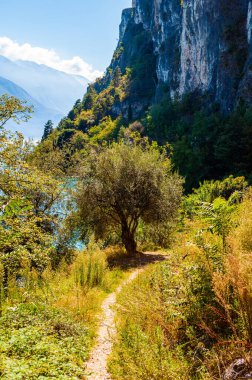 Dolomite Dağı 'nın altındaki Garda Gölü kıyısına giden manzara yolu. Garda Gölü 'nün vahşi sahillerinde kayalık kayalıkların altında güzel bir çayırda yetişen zeytin ağacı. Lombardy, İtalya 'nın Doğa Manzarası