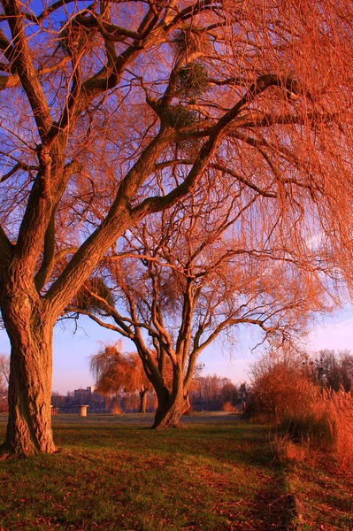 Nice autumn dcor at the water\'s edge. Trunk structure in the foreground. View of foliage-free trees by a lake in the countryside. Pampas grass and reeds in the foreground.