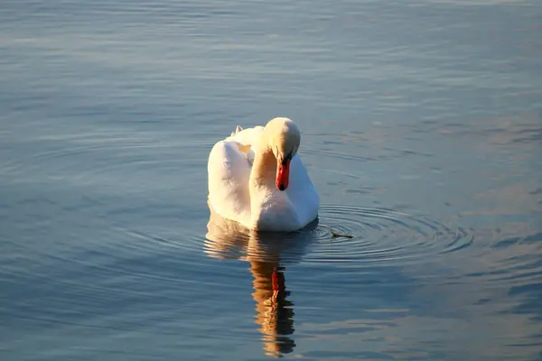 Close Belo Cisne Mudo Lago Luz Solar Fluindo Através Das — Fotografia de Stock