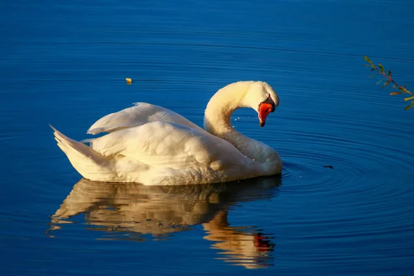 Nahaufnahme Eines Schönen Stummen Schwans Auf Einem See Sonnenlicht Fließt — Stockfoto