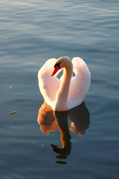 Close Belo Cisne Mudo Lago Luz Solar Fluindo Através Das — Fotografia de Stock