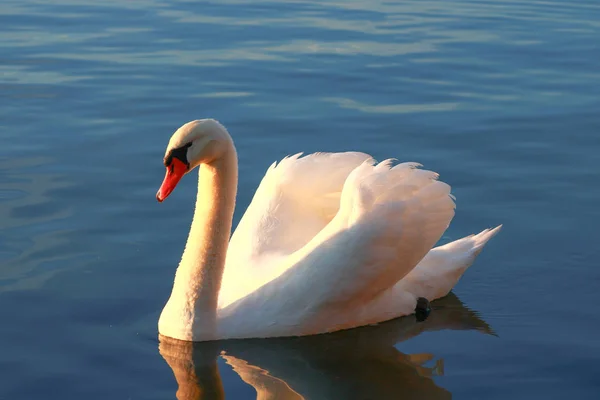 湖の上に美しいミュート白鳥のクローズアップ 日光の水の鳥の翼を流れる 動物の周りの波と目覚め — ストック写真