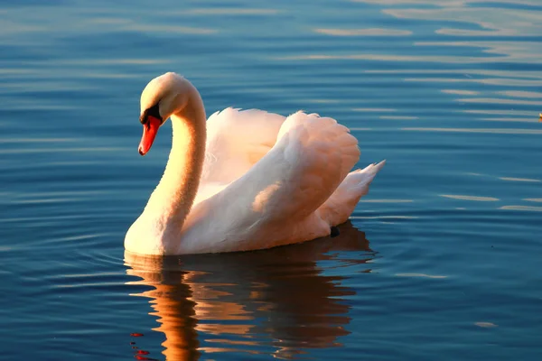 湖上一只美丽的沉默天鹅的特写 阳光穿过水鸟的翅膀 在动物身边摇曳醒来 — 图库照片