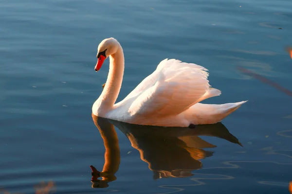 Nahaufnahme Eines Schönen Stummen Schwans Auf Einem See Sonnenlicht Fließt — Stockfoto