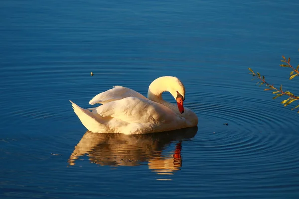 Nahaufnahme Eines Schönen Stummen Schwans Auf Einem See Sonnenlicht Fließt — Stockfoto