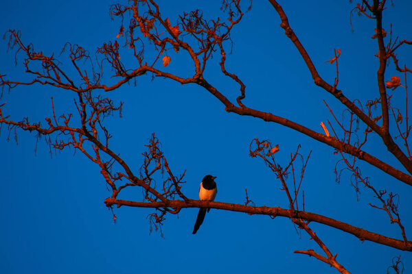 Silhouette of a small white and black bird sitting on a branch at sunset. Swallow in the sun in autumn and winter.