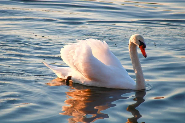 湖上一只美丽的沉默天鹅的特写 阳光穿过水鸟的翅膀 在动物身边摇曳醒来 — 图库照片
