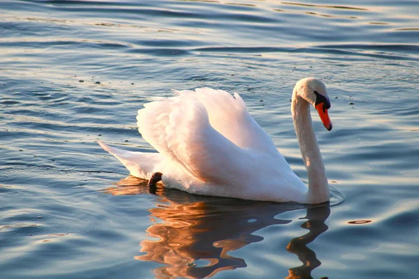 Close Belo Cisne Mudo Lago Luz Solar Fluindo Através Das — Fotografia de Stock