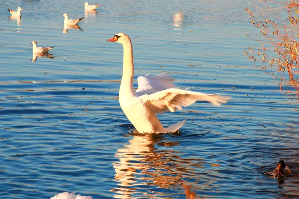 Cigno Muto Che Cade Lago Uccello Acquatico Con Ali Spiegate — Foto Stock