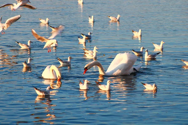 Dois Cisnes Meio Grupo Gaivotas Água Vista Lago Fauna Aquática — Fotografia de Stock