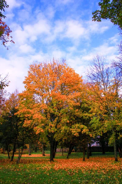 Schöne Herbstlandschaft Auf Dem Land Waldweg Mit Bäumen Mit Orangen — Stockfoto