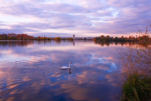 Passage Eines Stummen Schwans Auf Einem See Einer Herbstlichen Landschaft — Stockfoto