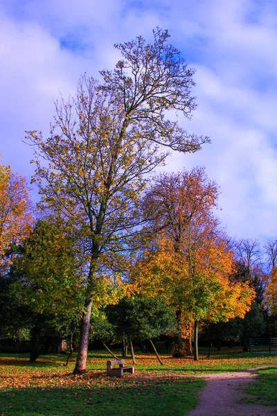Jesienny Krajobraz Parku Izolowana Ławka Pod Drzewem Pomarańczowymi Żółtymi Liśćmi — Zdjęcie stockowe