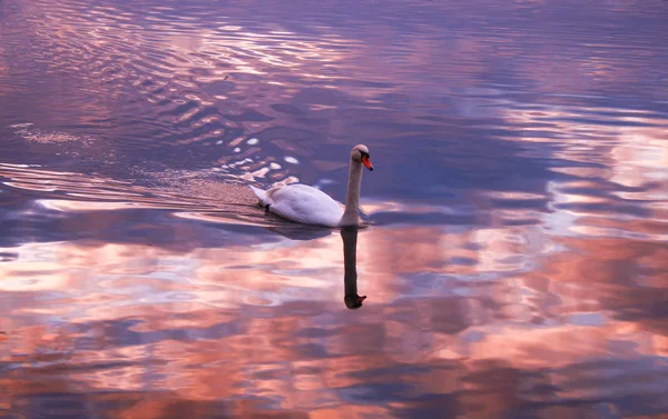 Primer Plano Cisne Mudo Lago Pájaro Acuático Con Olas Agua — Foto de Stock