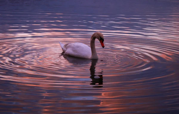 湖上一只沉默天鹅的特写 水鸟在他周围摇曳 甜甜的色泽 — 图库照片