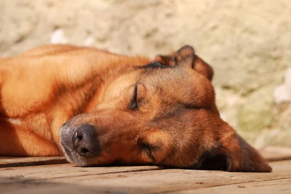 Adult Brown Red Dog Lying Eyes Closed Belgian Malinois Shepherd — Stock Photo, Image