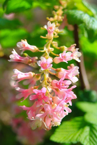 The Flowery Groseiller, the Flower Cassis or the Blood Groseillier also known as Ribes sanguineum is a species of the genus Ribes of the Grossulariaceae family.