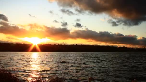 美丽的落日掠过湖面 阳光在水面上的反射 对着摄像机挥挥手经过的天鹅在镜头前 蓝天和黄云 — 图库视频影像