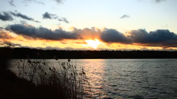 湖の上に美しい夕日 水の上に太陽の光線の反射 前景には葦とパンパ草のシルエット 青空と黄色の雲 — ストック動画