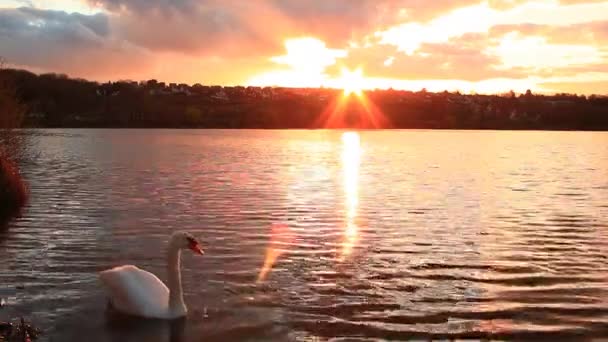 Swan Přechází Před Kamerou Jezeře Majestátní Západ Slunce Zlatými Odlesky — Stock video