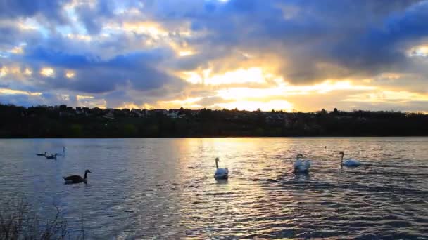 Svan Korsar Framför Kameran Sjö Majestätisk Solnedgång Med Gyllene Reflektioner — Stockvideo