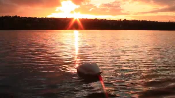 Cisne Cruzando Frente Cámara Lago Majestuosa Puesta Sol Con Reflejos — Vídeos de Stock