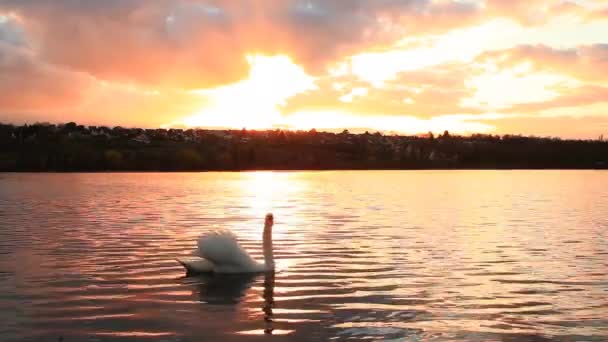 白鳥の湖の上のカメラの前で交差点 水の上に黄金の反射と壮大な夕日 ロマンチックで牧歌的な風景 劇的な空の積乱雲 — ストック動画