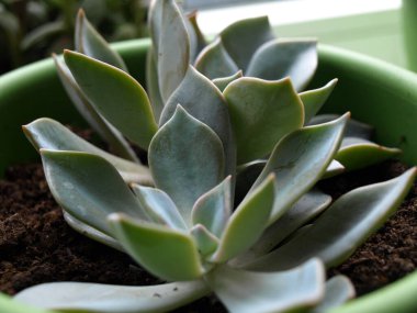 Kırılgan sulu gratopetalum 'u pencere eşiğinde kapatın..