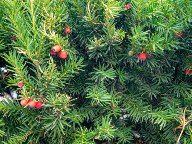 İrlanda porsuğu yaprağı. Yeşil yaprakların arasında örümcek ağlı Taxus Baccata meyveleri
