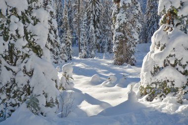 Güneşli bir kış gününde karlı bir günde ağaçlar. Manning Park 'taki kış ormanı, Bc.