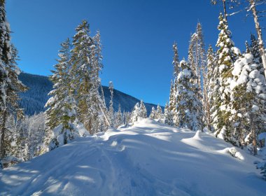 Güneşli bir kış gününde karlı bir günde ağaçlar. Manning Park 'taki kış ormanı, Bc.
