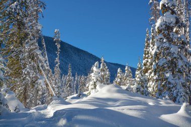 Güneşli bir kış gününde karlı bir günde ağaçlar. Manning Park 'taki kış ormanı, Bc.
