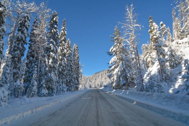 Manning Park 'taki kış ormanı boyunca kar yolu..