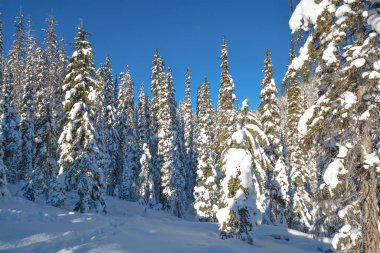 Güneşli bir kış gününde karlı bir günde ağaçlar. Manning Park 'taki kış ormanı, Bc.