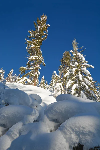 Trees in a snow on a sunny winter day. Winter forest in Manning Park, BC. — Stock Photo, Image
