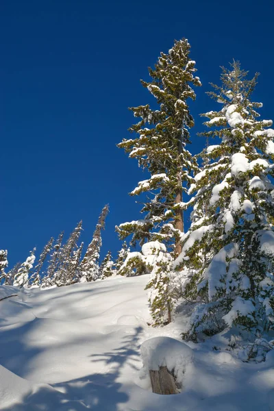 Bäume im Schnee an einem sonnigen Wintertag. Winterwald im Mannschaftspark, bc. — Stockfoto