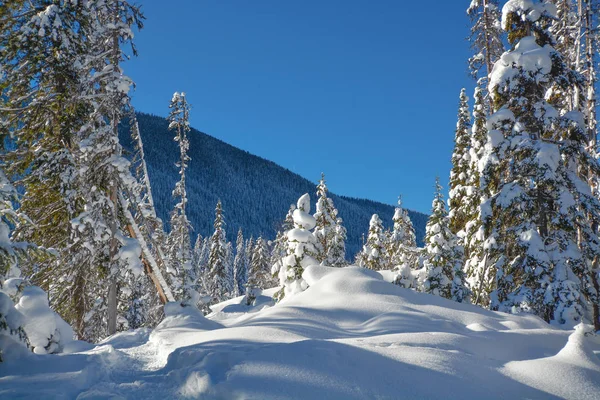 Güneşli bir kış gününde karlı bir günde ağaçlar. Manning Park 'taki kış ormanı, Bc.