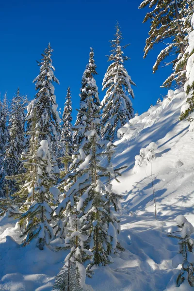 Trees in a snow on a sunny winter day. Winter forest in Manning Park, BC. Royalty Free Stock Images