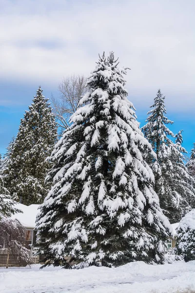 Abete grande in neve di fronte a una casa durante stagione invernale — Foto Stock