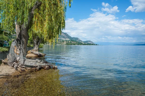 Willow tree vid Okanagan Lake med vacker utsikt över sjön och bergen — Stockfoto